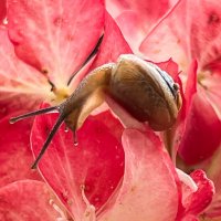 интересно, они съедобные? :: Galina 