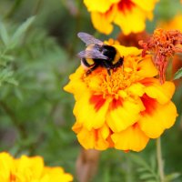 Шмель :: victor Lion