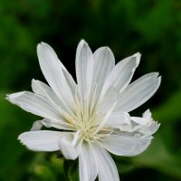 Цикорий альбинос :: светлана льдокова