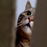 ну привет! :: светлана льдокова