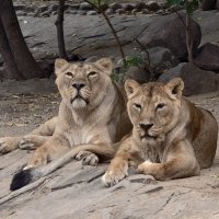 Львицы :: <<< Наташа >>>