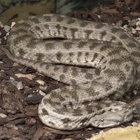 Гюрза :: <<< Наташа >>> Гюрза :: <<< Наташа >>>