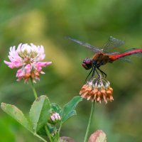 Попрыгунья стрекоза :: Наталья Димова