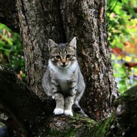 На яблоне. :: Любовь 