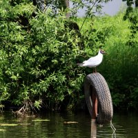 Место для парковки) :: Любовь 