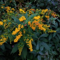 * * * :: Андрей Лукьянов * * * :: Андрей Лукьянов