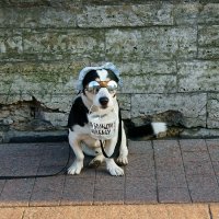 Пёс с ведром "на пропитание" - 1 :: Игорь Тельцов