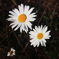 Август...Улыбка цветов! :: Владимир 