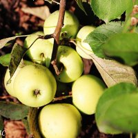 Урожай 2025 :: Любовь Сахарова