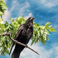 Ворон :: Светлана Ищенко