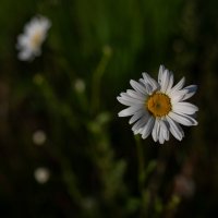 Утро :: Петр 