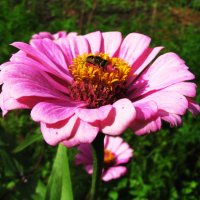 На циннии :: Людмила Смородинская