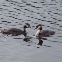 Чомга :: Рита Симонова