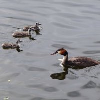 Чомга, птенцы :: Рита Симонова