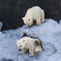 Белый :: SanSan 