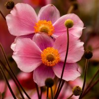 Утро сентября :: Юрий. Шмаков