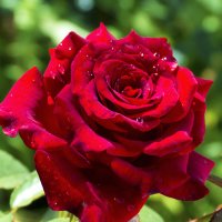 Бархатная  роза :: Валентин Семчишин