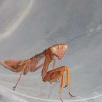 ... :: Константин Штарк