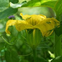 Лето в Ботаническом... Август. :: Наташа ***** Лето в Ботаническом... Август. :: Наташа *****