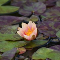 Лето в Ботаническом... Август. :: Наташа *****