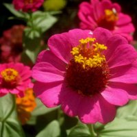 Циния :: Елена Семигина