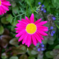 Городские цветы :: Игорь Тельцов