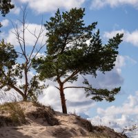 Сосна :: Валерий Пославский Сосна :: Валерий Пославский