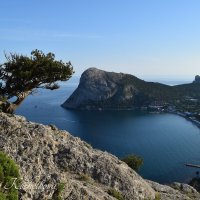 Природа Крыма :: Amazing Cosmea