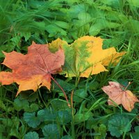 - Я календарь переверну и снова 3-е сентября - Михаил Шуфутинский :: Татьяна Помогалова