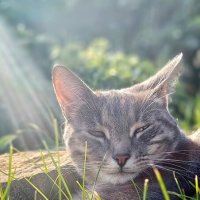 Солнечный душ :: Оксана Н.