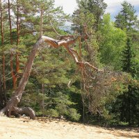 На сопках :: Александр Ильчевский На сопках :: Александр Ильчевский