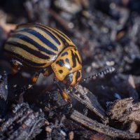 Гость из Колорадо :: Михаил Соколов