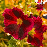 Огнём пылает.. :: Петр Беляков