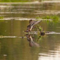 Свиязь (Anas penelope). Птицы Сибири. :: Вадим Басов Свиязь (Anas penelope). Птицы Сибири. :: Вадим Басов