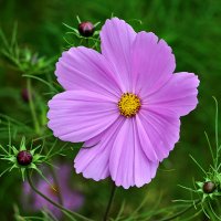 *** :: Светлана 