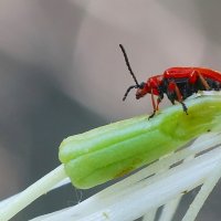Макро мир вокруг нас... :: Николай Саржанов