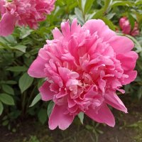 *** :: Лилия * *** :: Лилия *