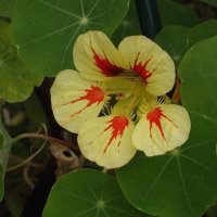 Настурция :: Freddy 97