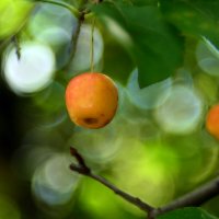 Ранетки :: Геннадий Супрун