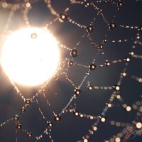 *** :: Елена Kазак (selena1965) *** :: Елена Kазак (selena1965)