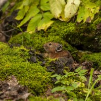 Млекопитающее рода пищух отряда зайцеобразных. :: Вадим Басов Млекопитающее рода пищух отряда зайцеобразных. :: Вадим Басов