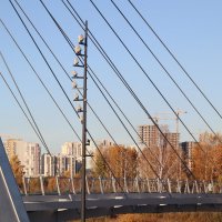 Новый мост :: Дмитрий Петров