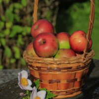 Лукошко  :) :: Татьян@ Ивановна