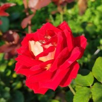 Роза сентября :: Валентина Богатко 