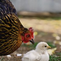 ** :: Борис Руднев