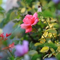 Осенние мотивы :: Светлана Тихонина