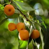 Ранетки :: Геннадий Супрун