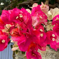 БУГЕНВИЛЛИЯ :: Анатолий Малобродский