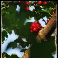 Калина красная... :: Руслан 