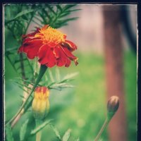 Бархатцы. :: Руслан 